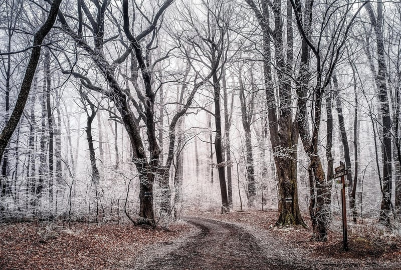 Enchanted landscapes