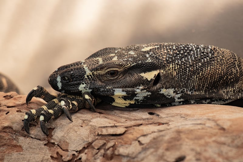 Mythical reptile inspiration