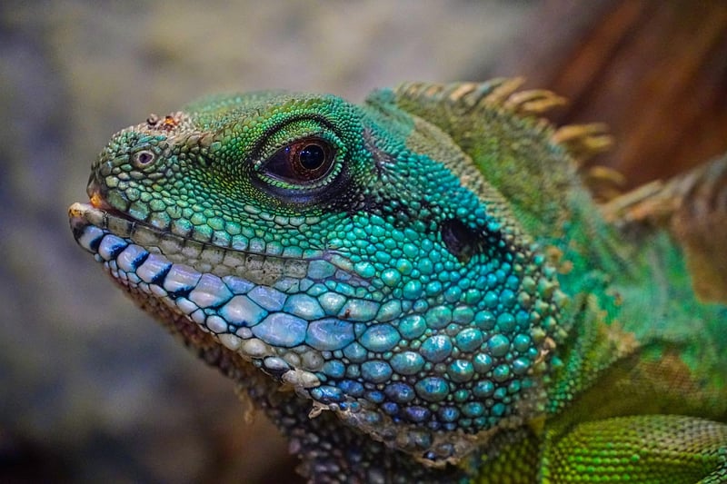 Dragon Image