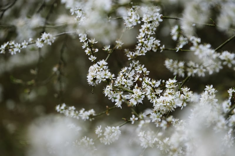 Whispering Winds